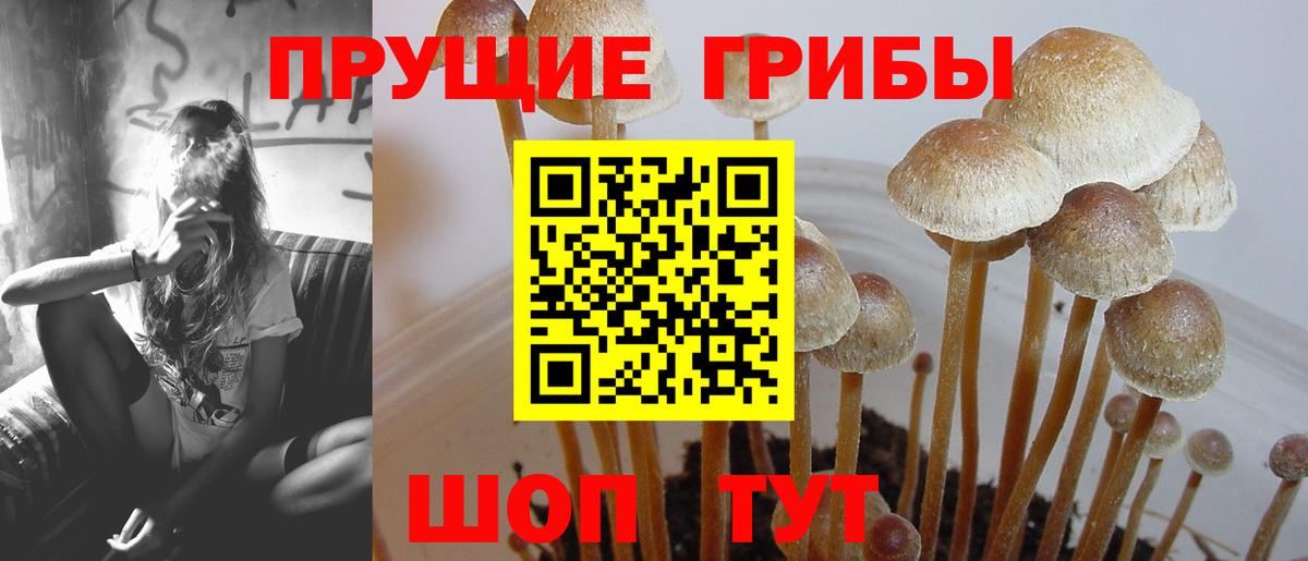 Шуя  закладка  Вход с VPN  Галлюциногенные грибы GOLDEN TEACHER 